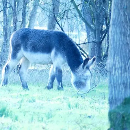 Mobil Climatise, 2 Ch, 5 Pers, Wifi 30 Mn Du Grand Parc D'attraction Puy Dufou * La Boissiere-de-Montaigu