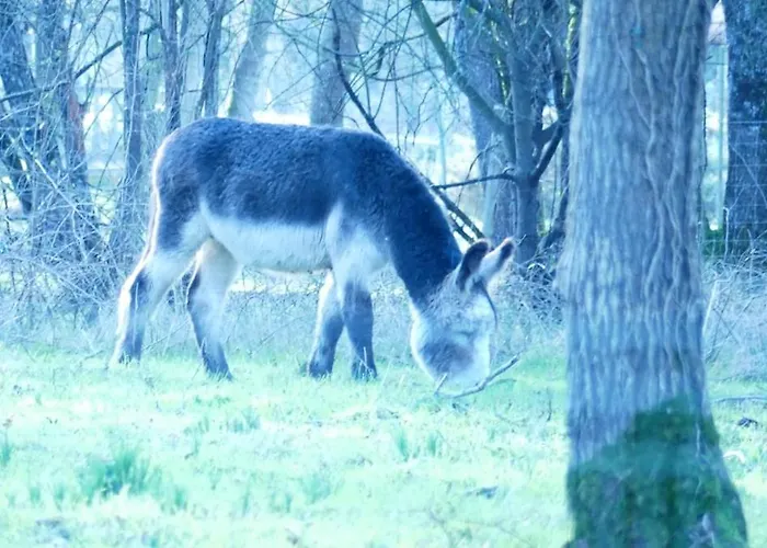 Mobil Climatise, 2 Ch, 5 Pers, Wifi 30 Mn Du Grand Parc D'attraction Puy Dufou * La Boissiere-de-Montaigu